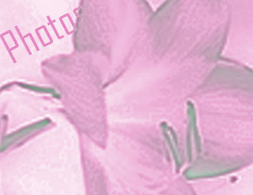 Photo Lily